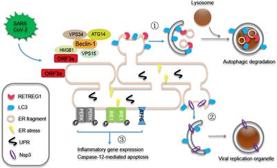 Reticulophagy Reprograms the Endoplasmic Reticulum for SARS-CoV-2 Replication